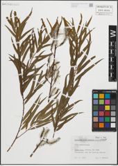 Foto von Salix humboldtiana Willd.